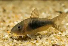 peixe coridora