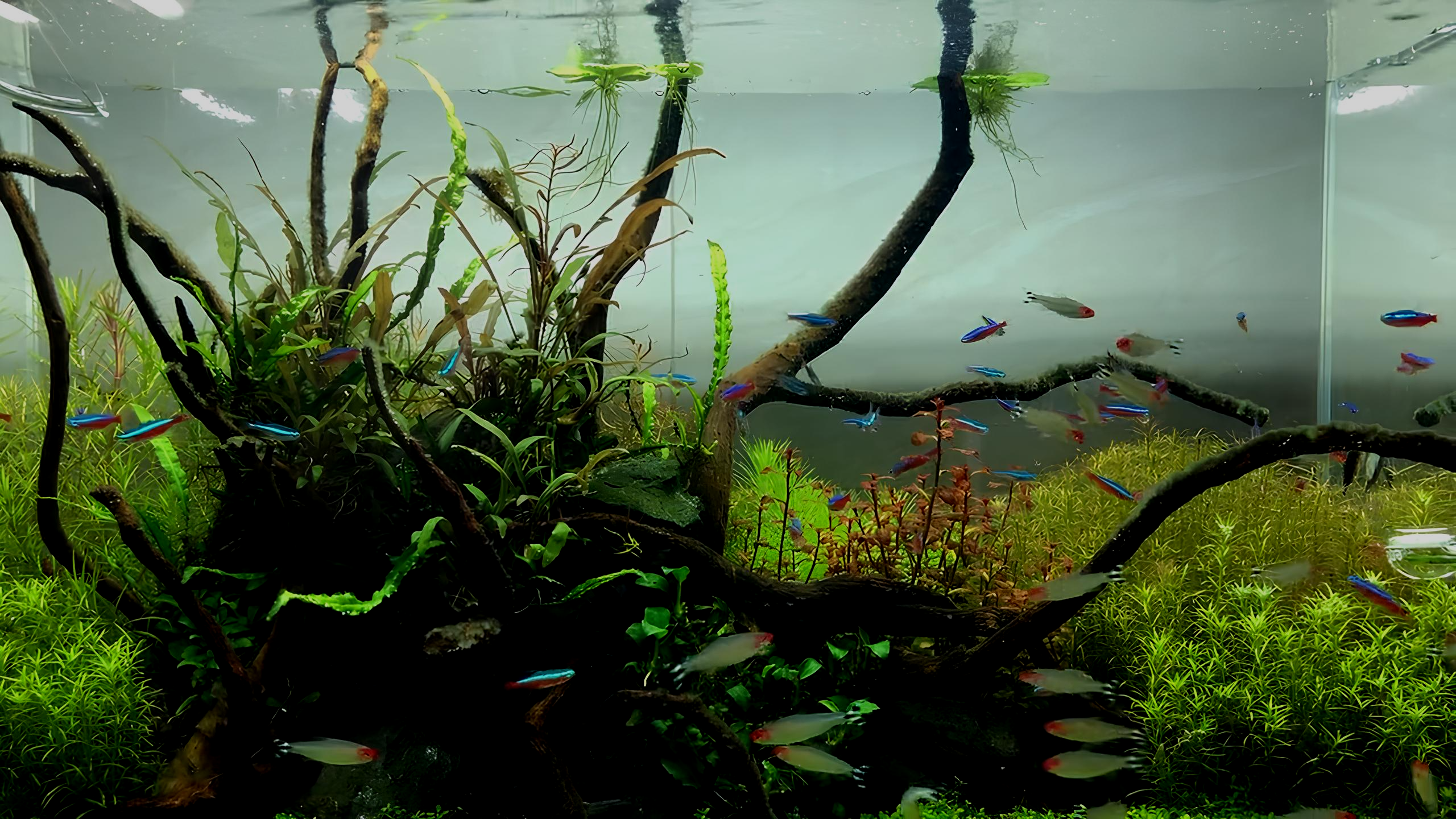 Foto de um aquário, com plantas verdes e peixe neon