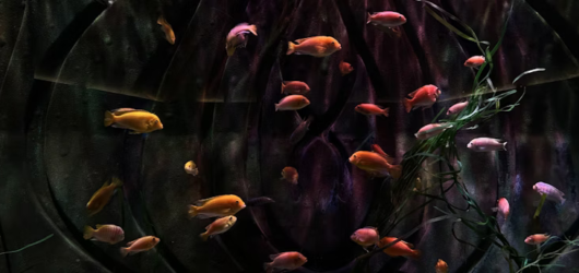 Foto de aquario com peixes amarelos e vermelhos nadando